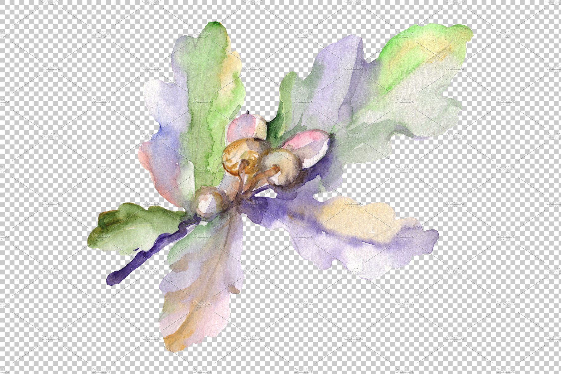 Acorn Watercolor png preview image.