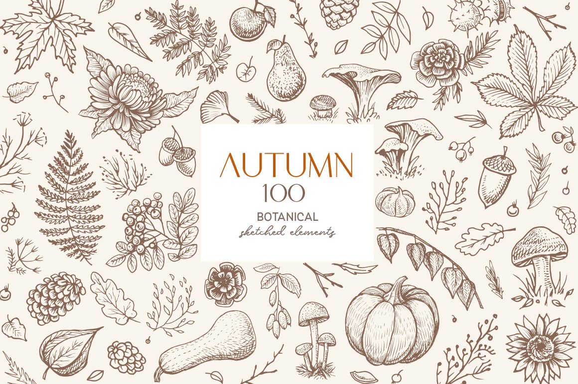 Autumn botanical sketches cover image.
