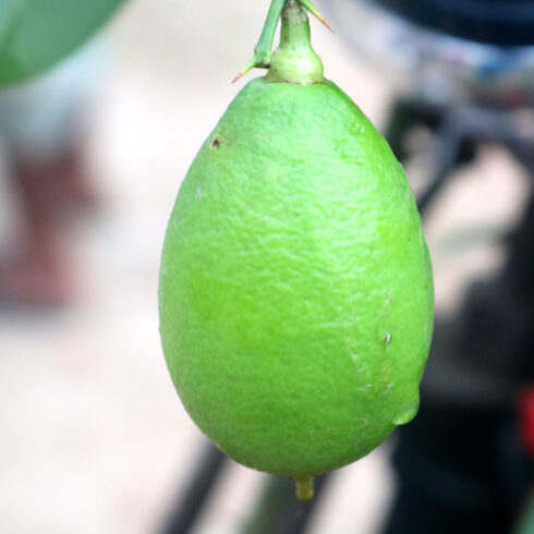 Nimbu Tree Photography in Bangladesh Fruits cover image.