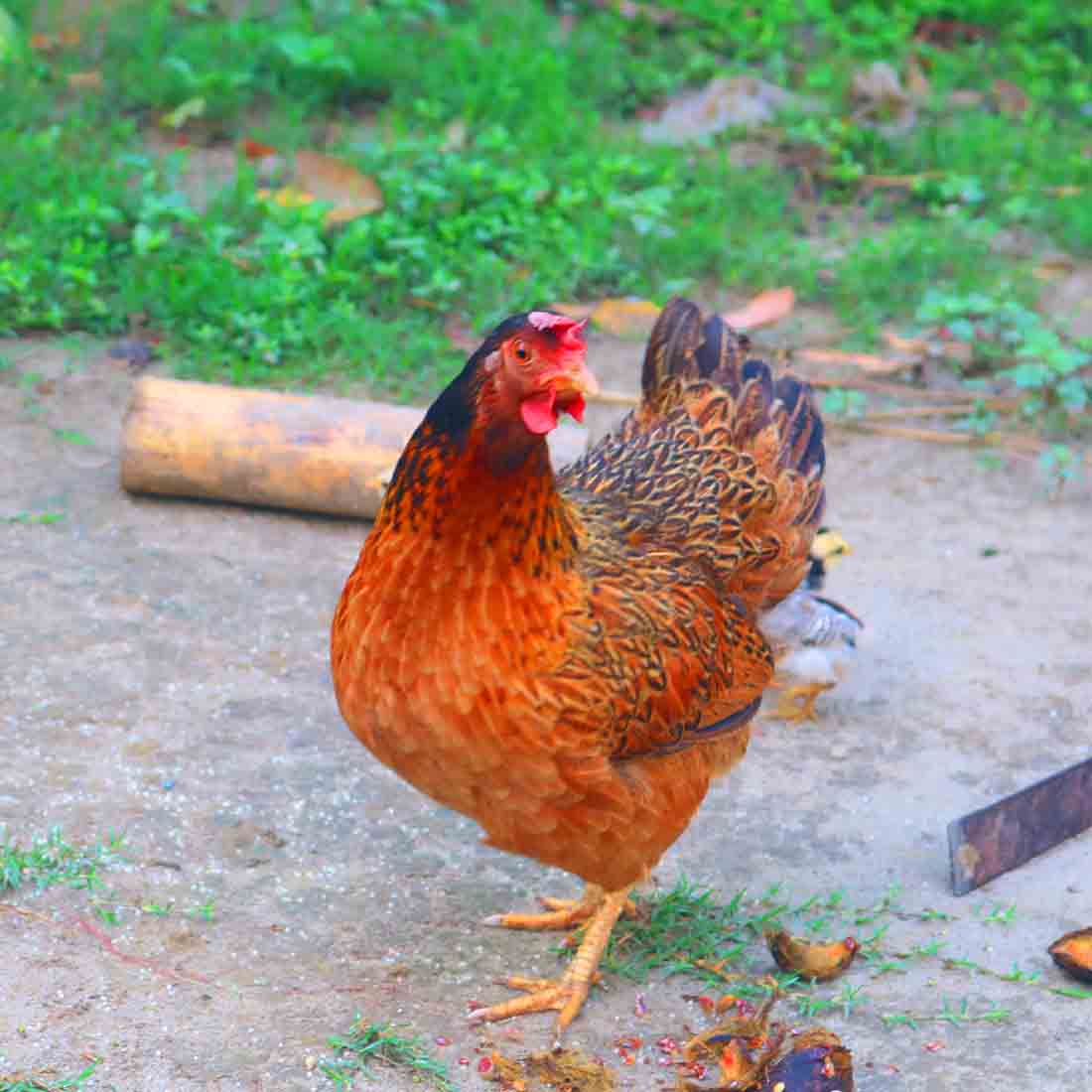 Murgi Hash Palon village photography in bangladesh preview image.