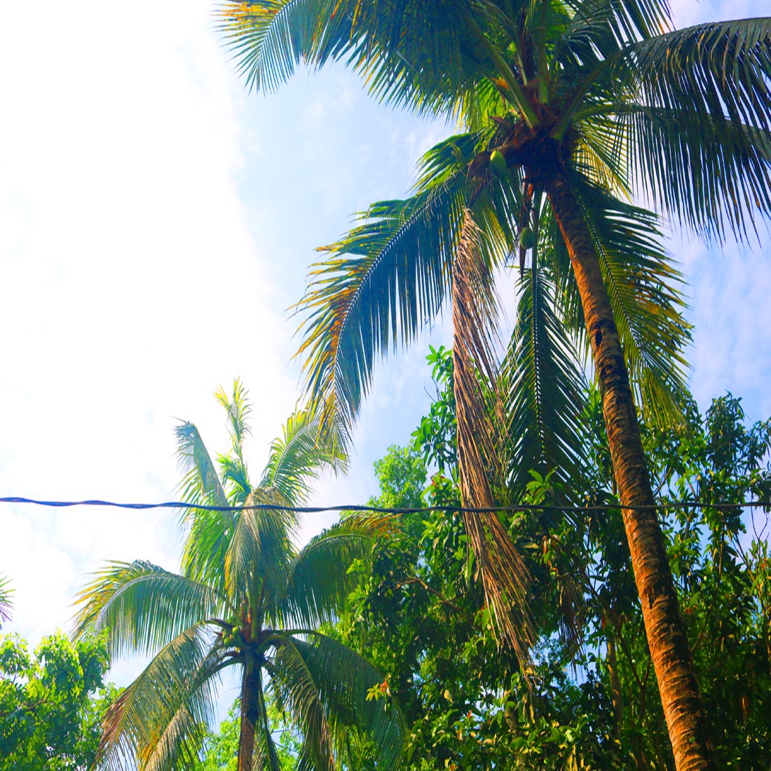 Natural Tree Background Photography in Bangladesh preview image.