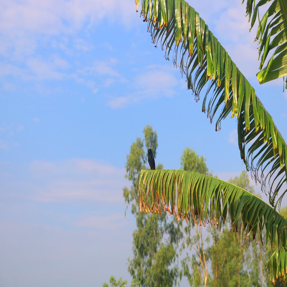 Natural Tree Background Photography in Bangladesh preview image.