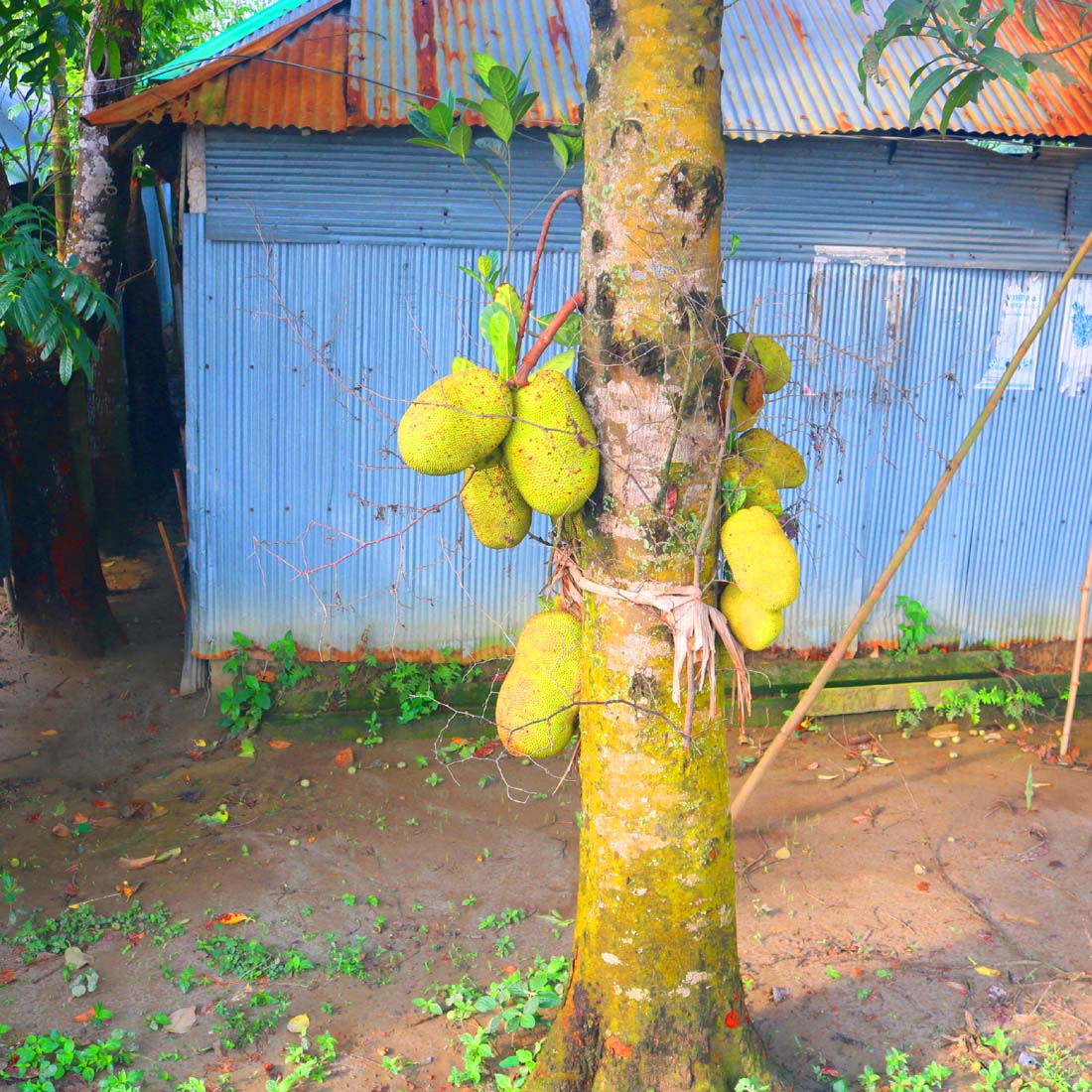 Kathal Tree Photography in Bangladesh preview image.