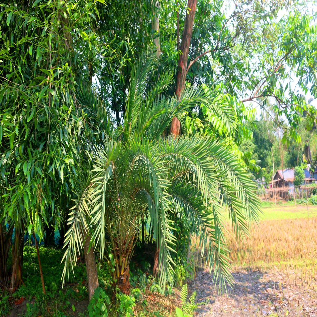 Natural Tree Background Photography in Bangladesh preview image.