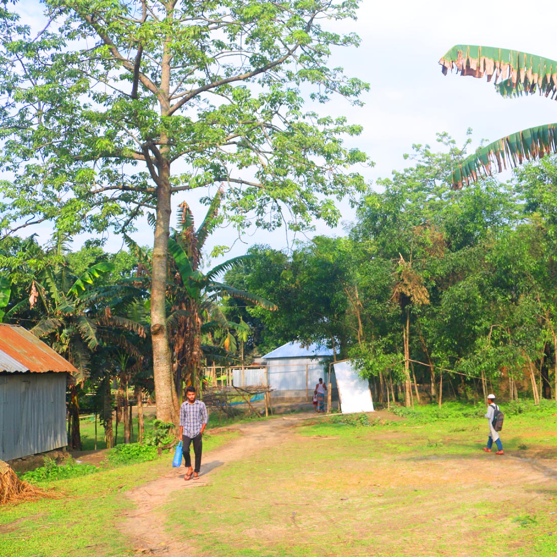 Natural Tree Background Photography in Bangladesh cover image.