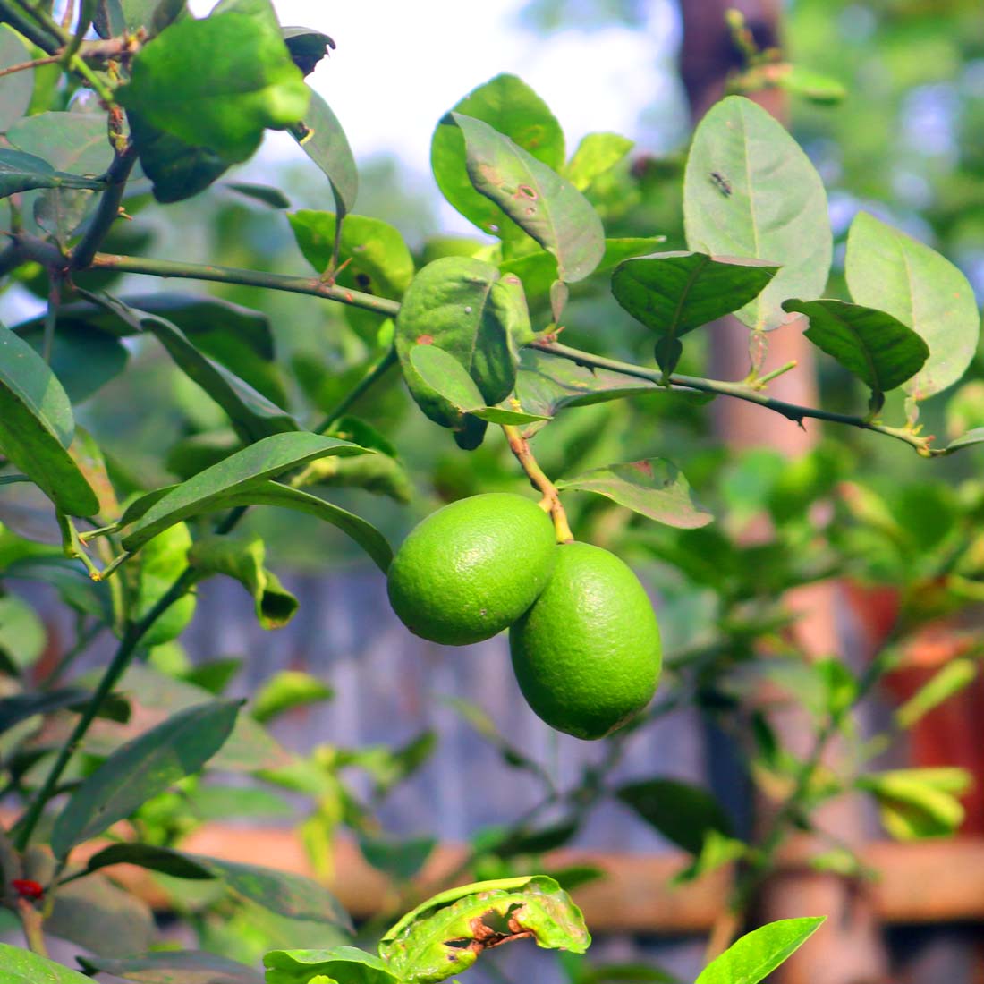 Nimbu Tree Photography in Bangladesh Fruits preview image.