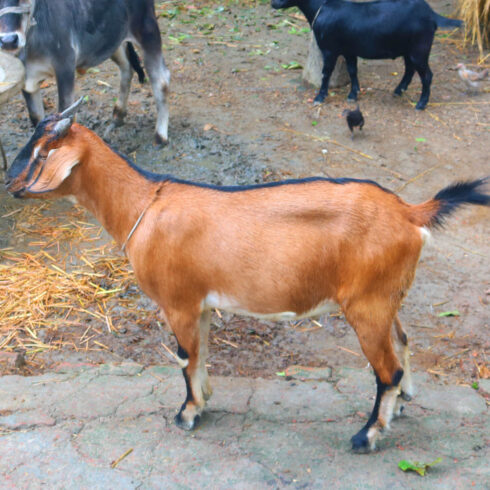 Goat Khasi photography in bangladesh cover image.