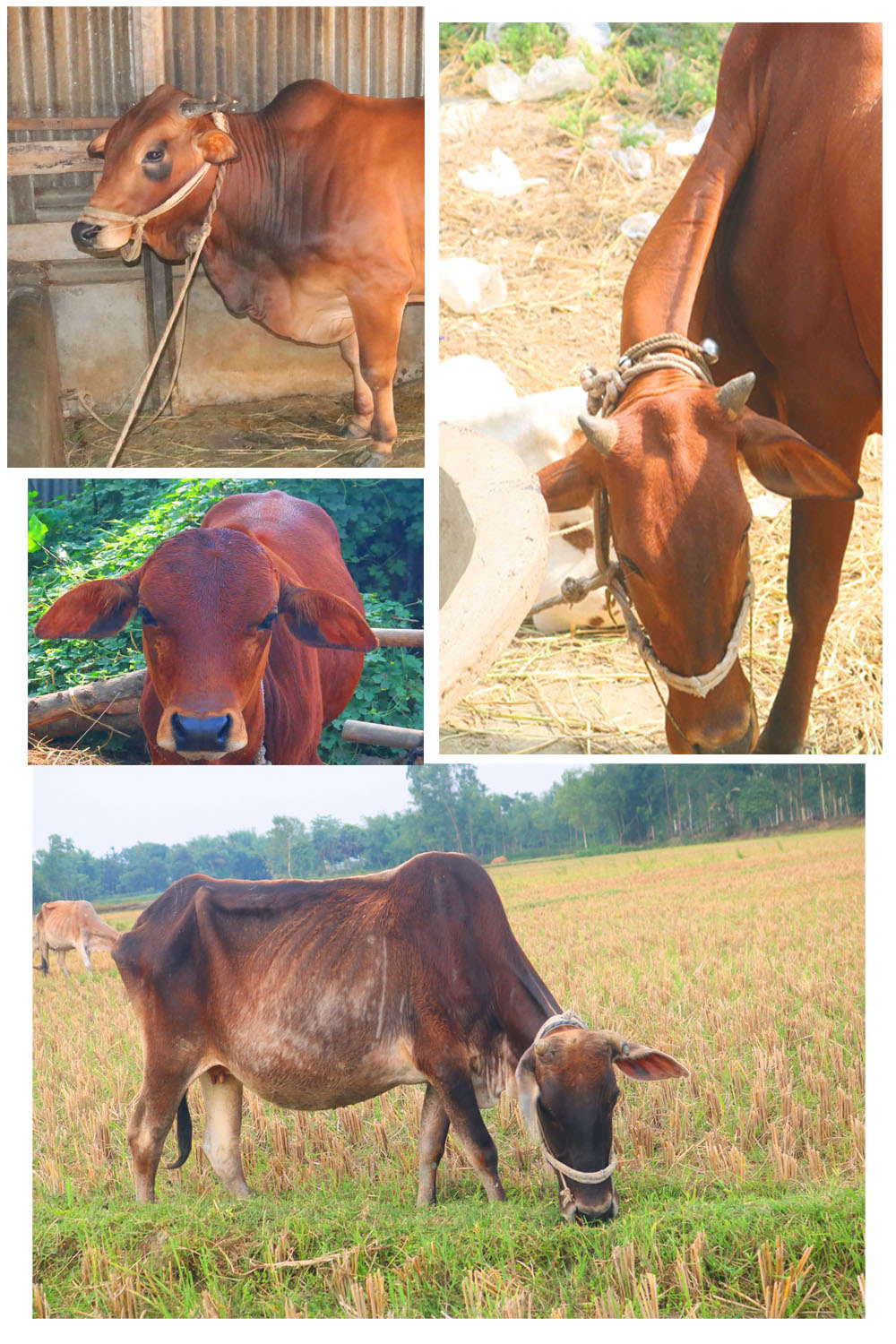 Goru Photography in Bangladesh pinterest preview image.