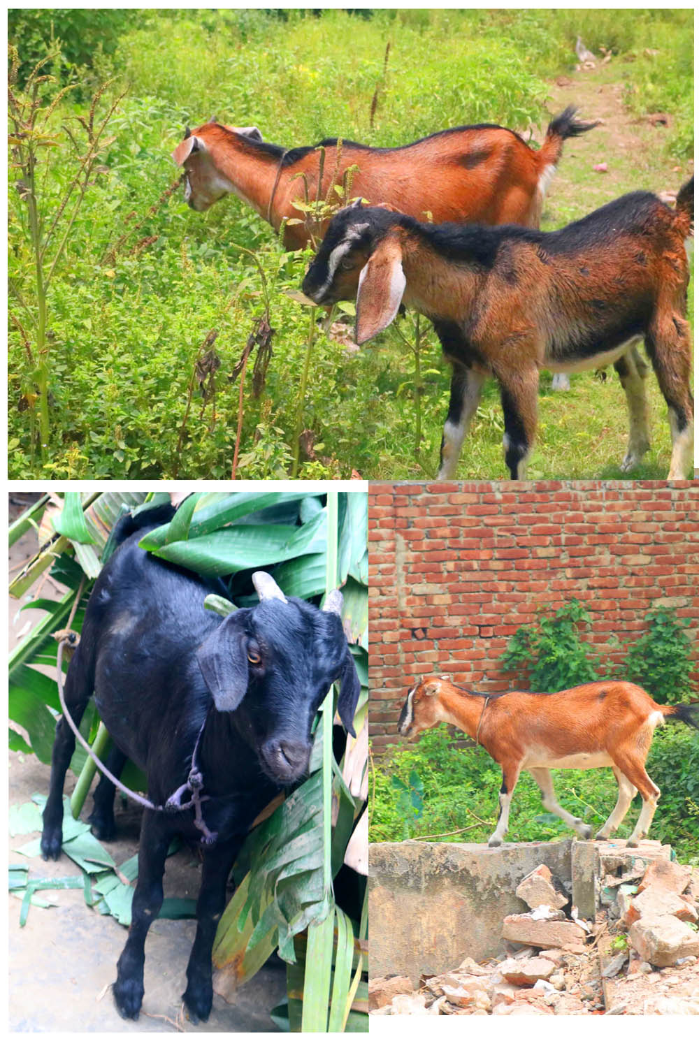 Goat Khasi photography in bangladesh pinterest preview image.