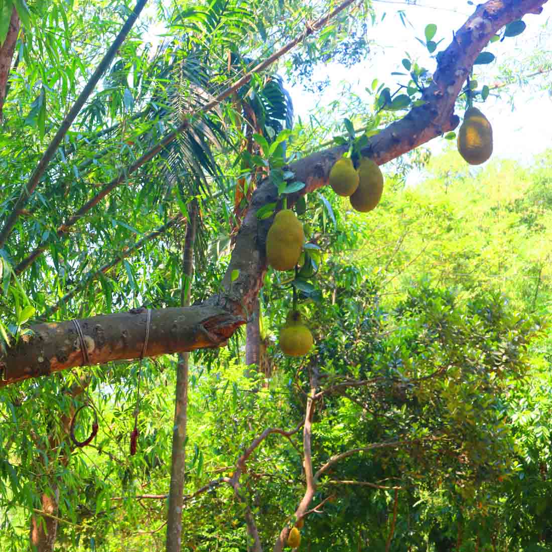 Natural tree Background Photography in Bangladesh preview image.