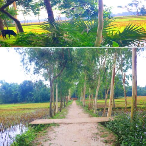 Tree Nature Background Photography in Bangladesh cover image.