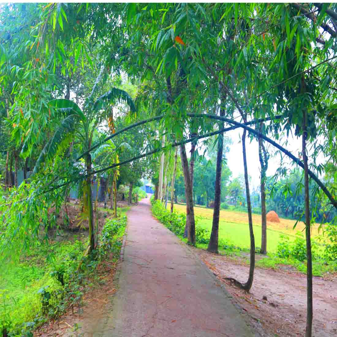 Tree Nature Photography in Bangladesh preview image.