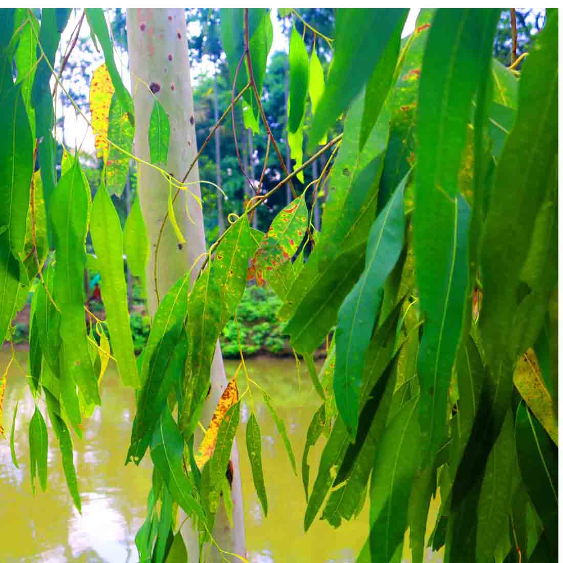 Nature Tree Photography in Bangladesh preview image.