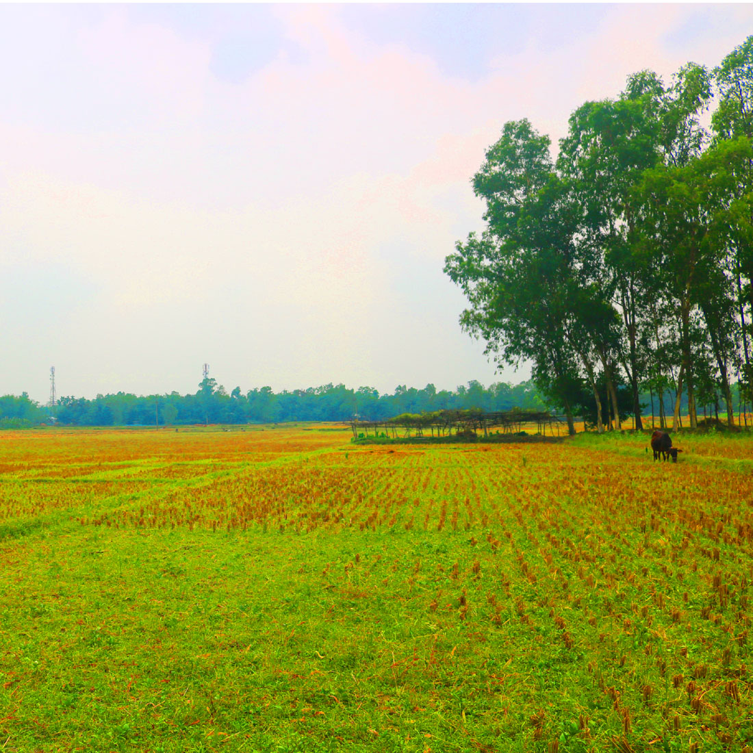 Natural Tree Background Photography in Bangladesh preview image.