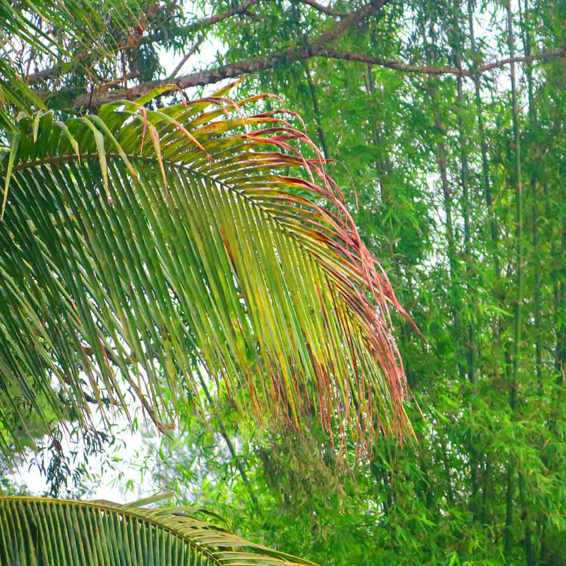 Natural Tree Background Photography in Bangladesh preview image.