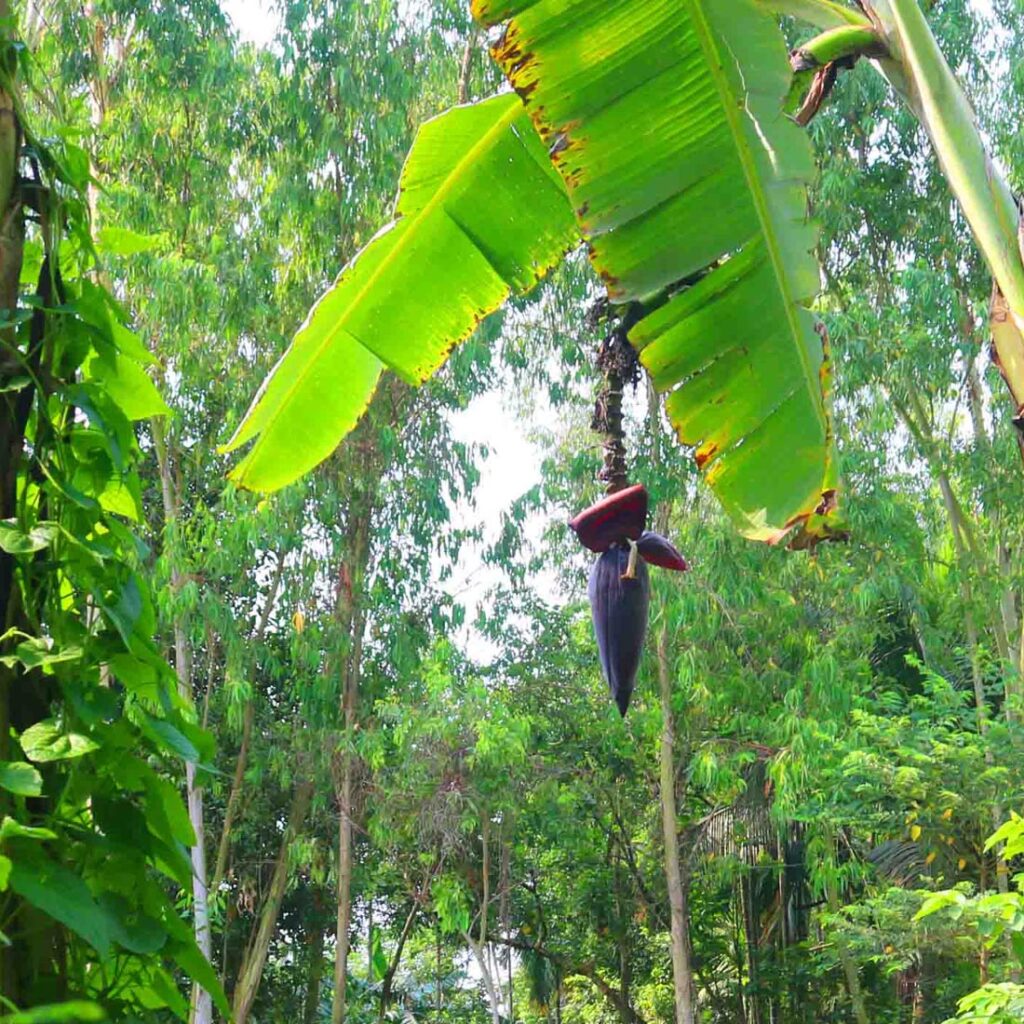 Banana Tree Photography in Bangladesh - MasterBundles