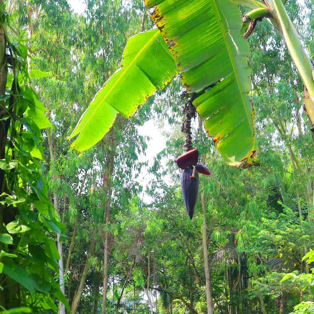 Banana Tree Photography in Bangladesh preview image.