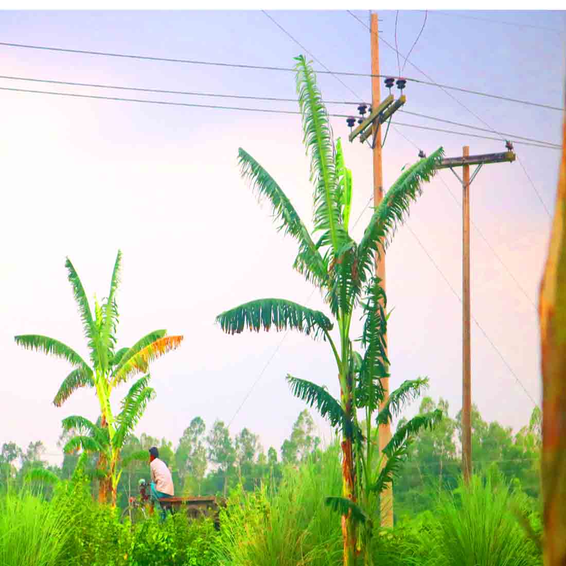 Banana Tree Kola Photography in Bangladesh preview image.