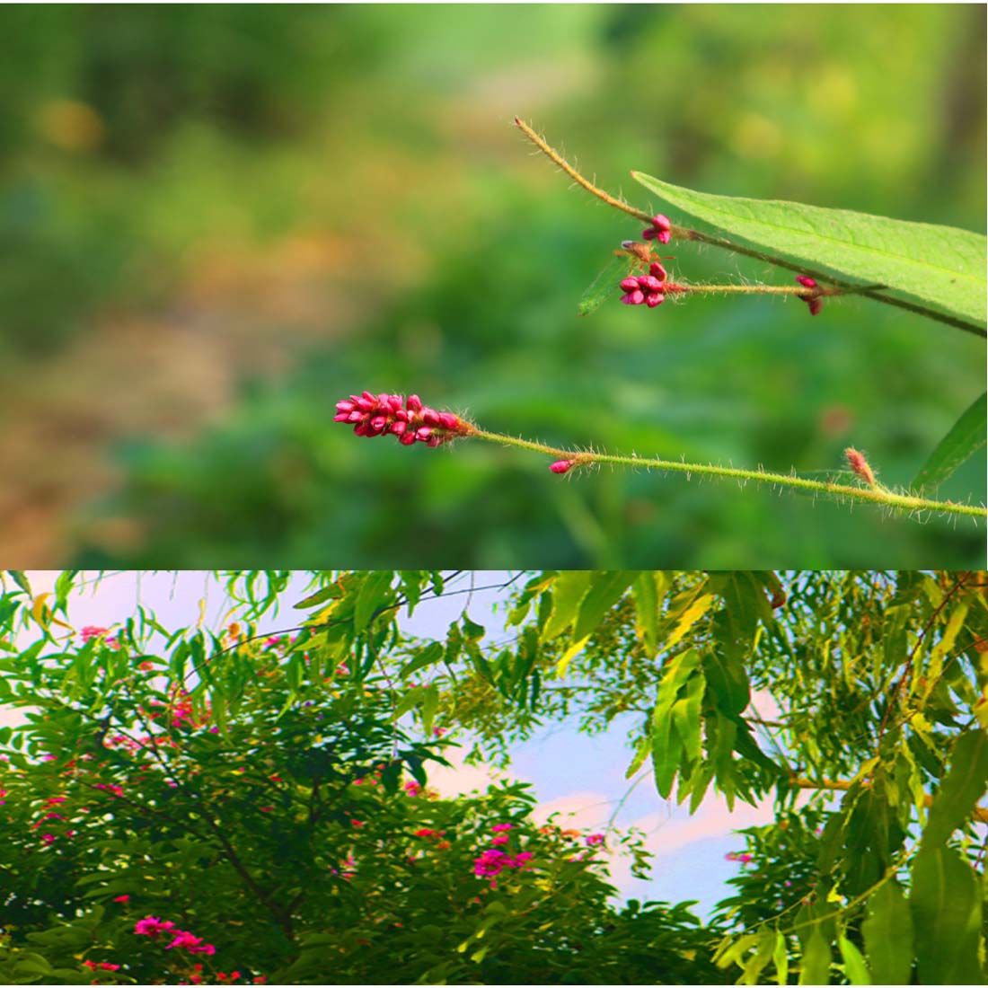 Natural Flower Photography in Bangladesh cover image.