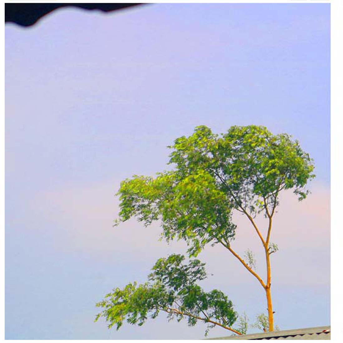 Natural Tree Background Photography in Bangladesh preview image.