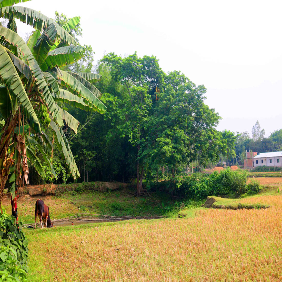 Natural Tree Background Photography in Bangladesh preview image.