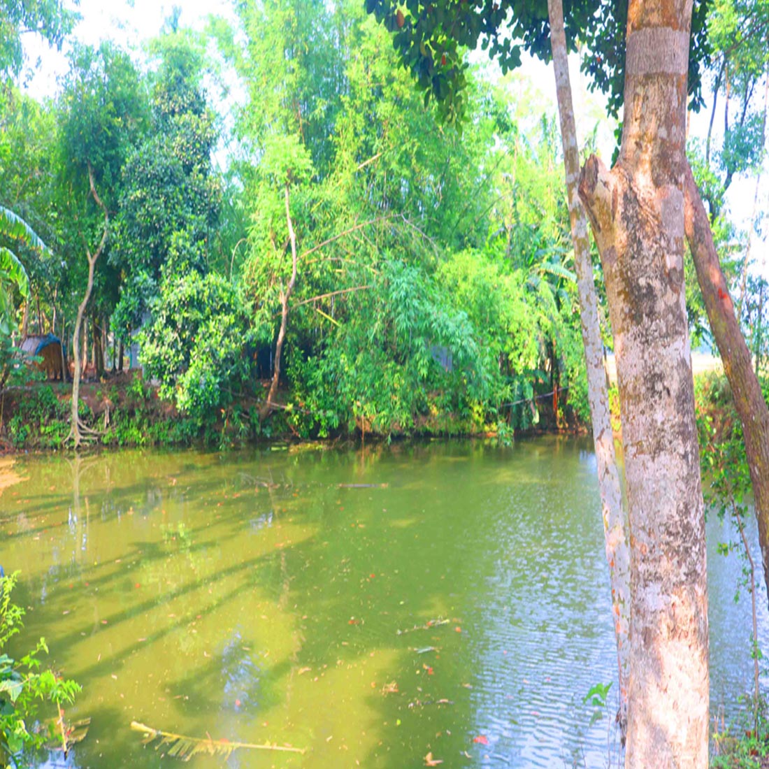 Breathtaking Natural Photography in Bangladesh preview image.