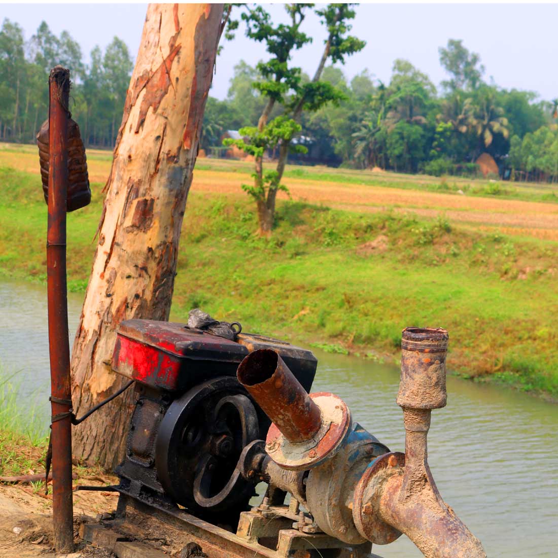 Natural Tree Background Photography in Bangladesh preview image.