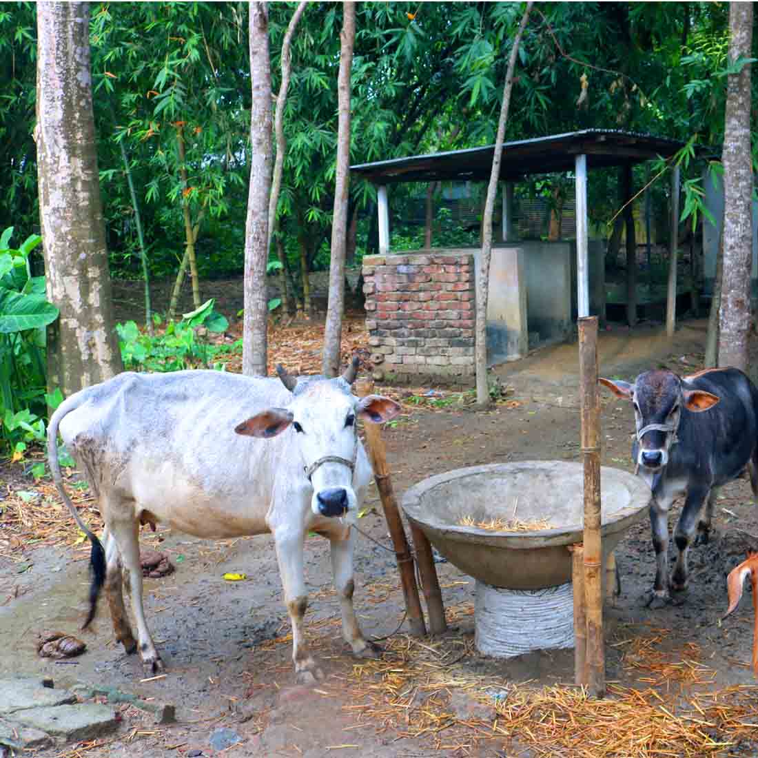 Goru Photography in Bangladesh Natural preview image.