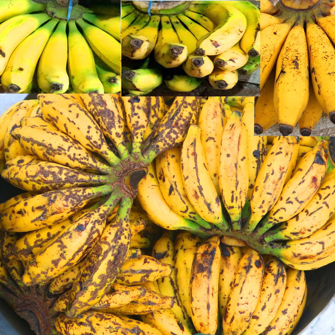 Kola Fruits Photography in Bangladesh preview image.