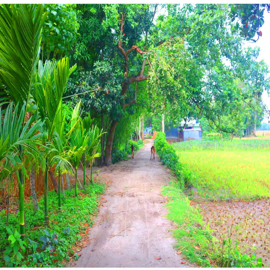 Ghar Tree Photography in Bangladesh preview image.