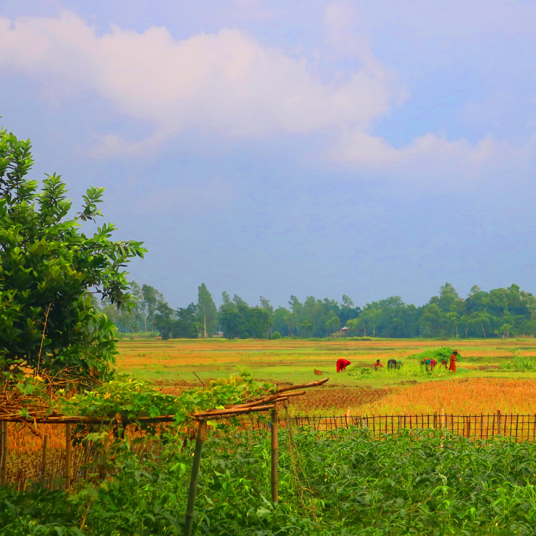 Ghar Tree village people & roads stock photos in Bangladesh preview image.