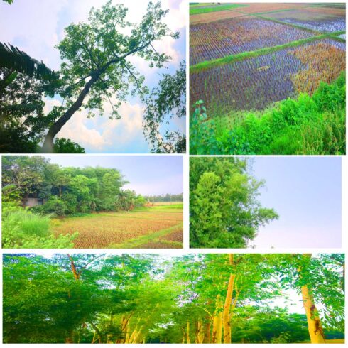 Natural Tree Background Photography in Bangladesh cover image.