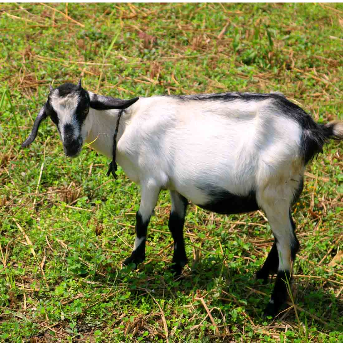 Goat Khasi photography in bangladesh Nimbu Tree preview image.