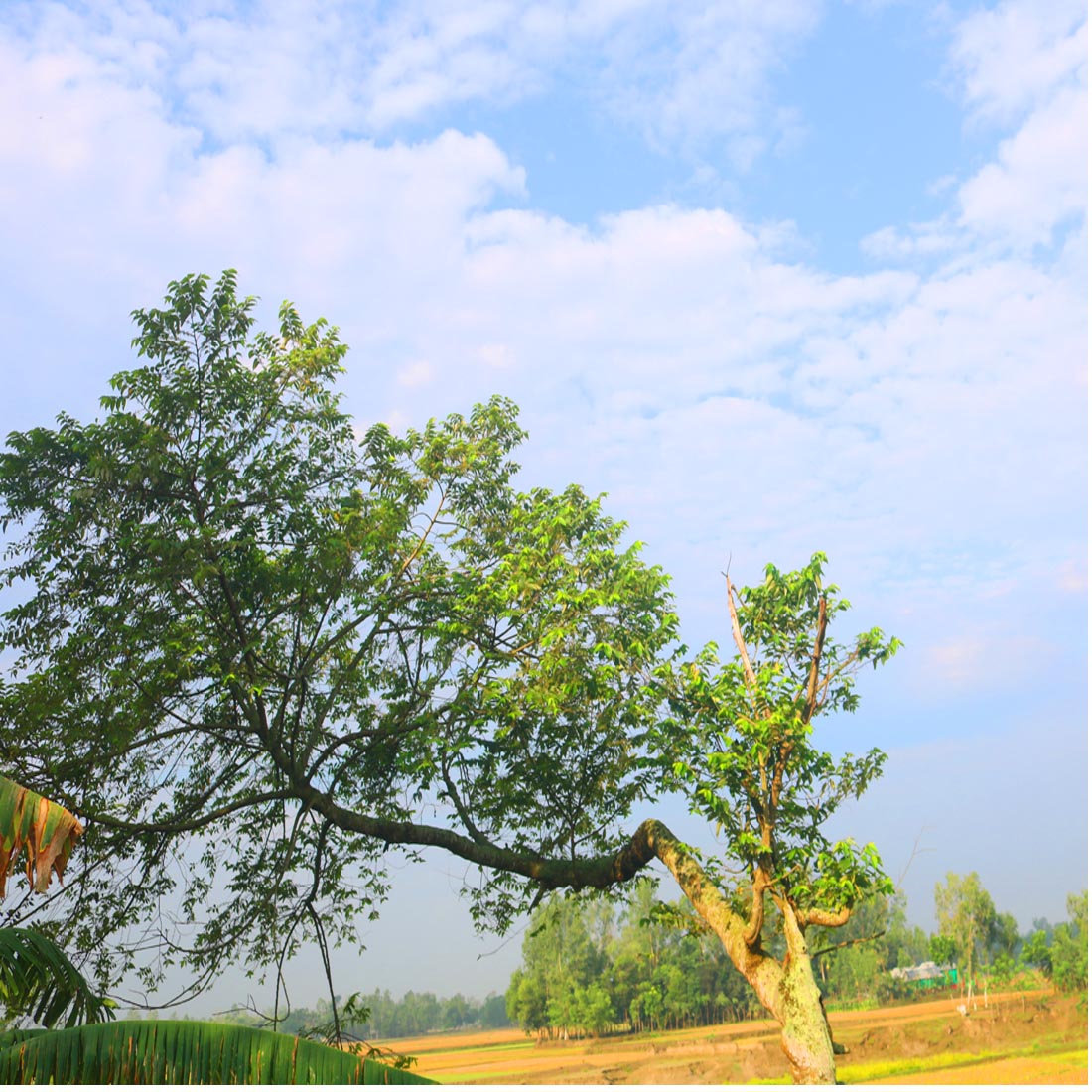 Natural Tree Background Photography in Bangladesh preview image.