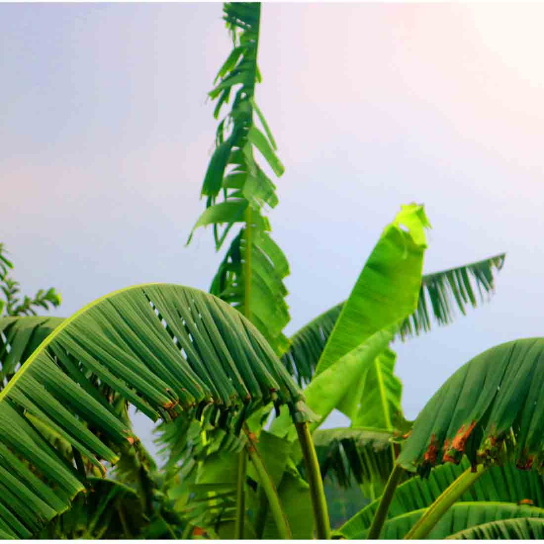 Banana Tree Kola Photography in Bangladesh preview image.