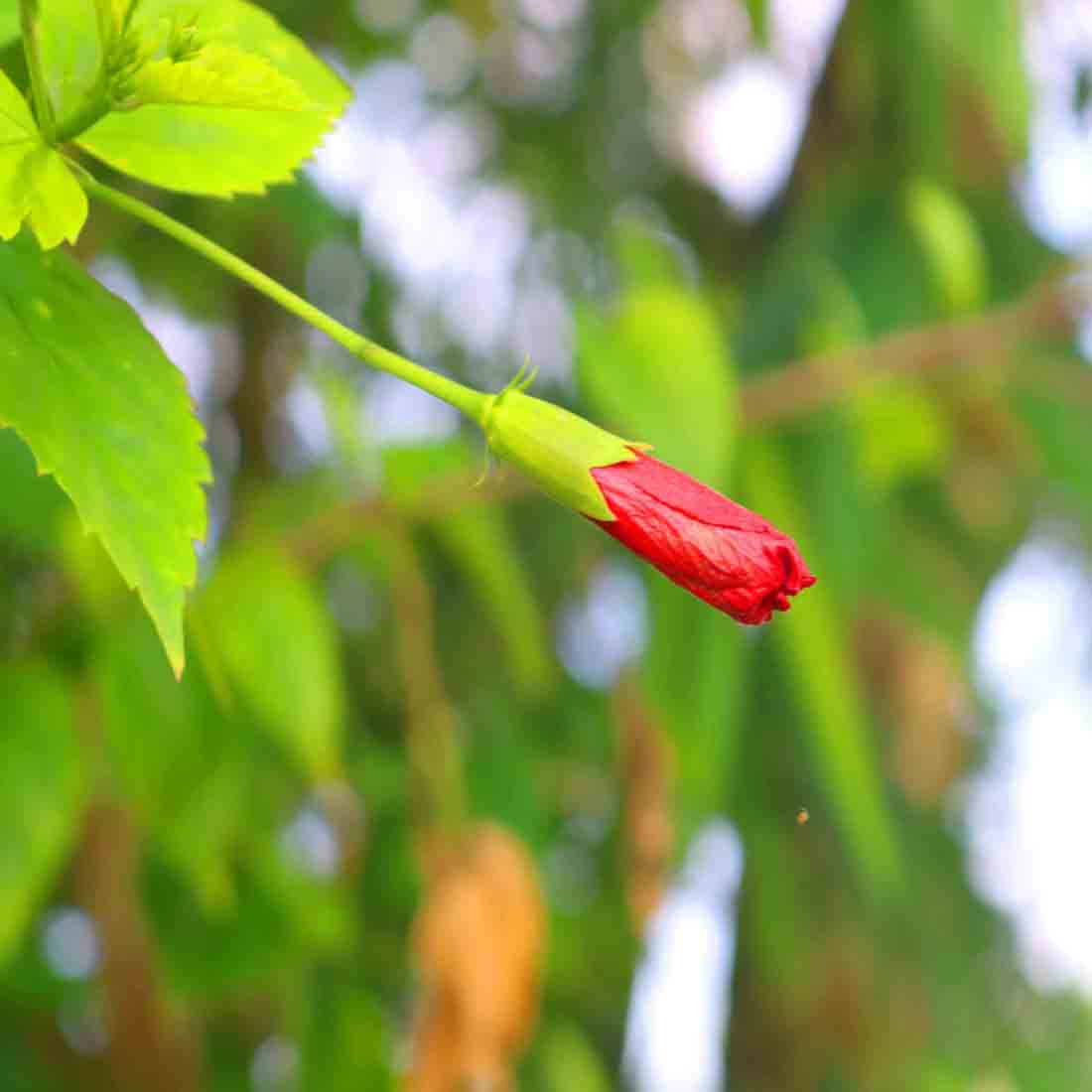 Flower Tree Photography in Bangladesh preview image.