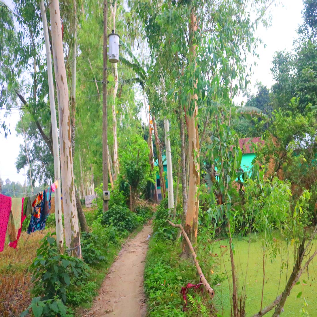 Tree Nature Background Photography in Bangladesh preview image.