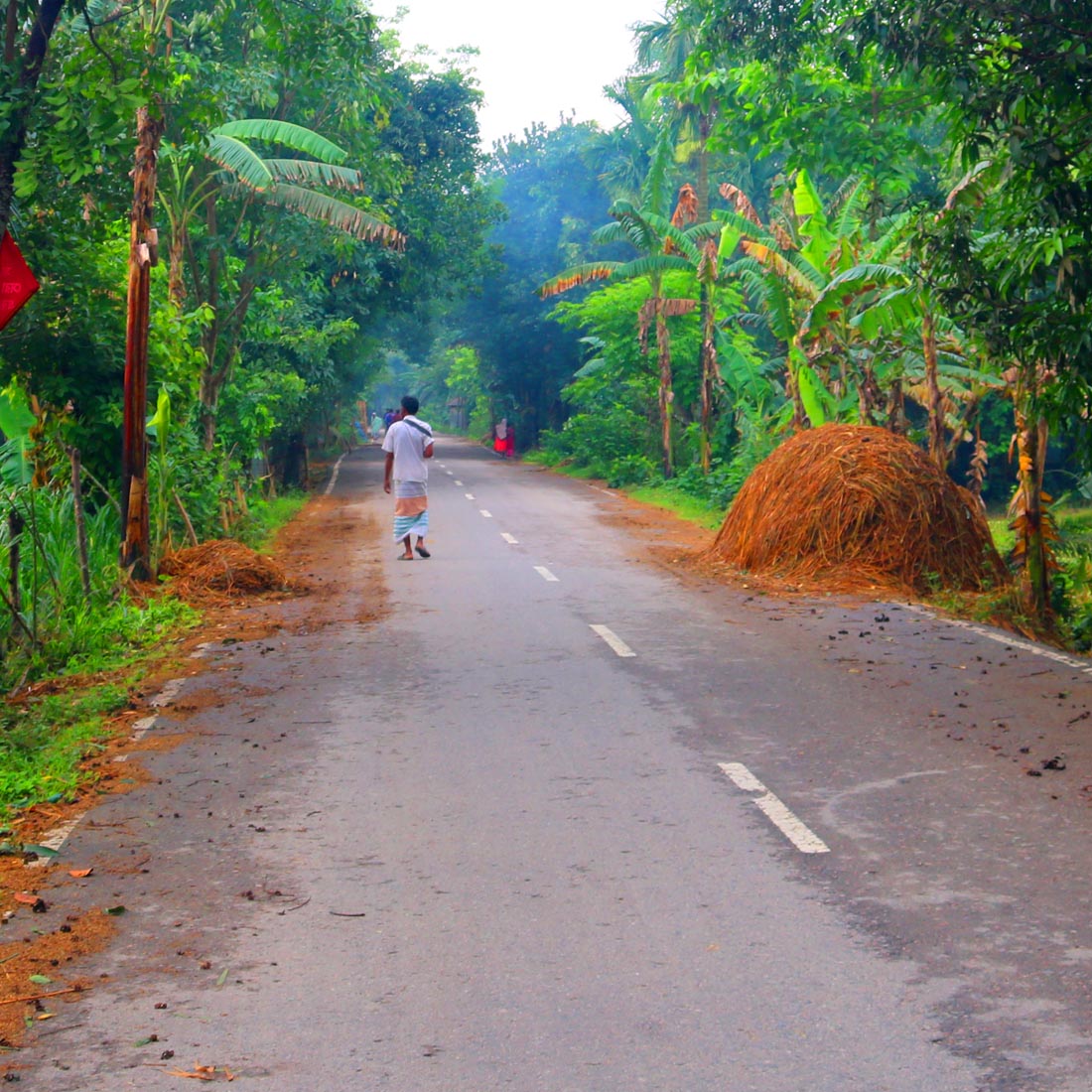 Natural village Tree Background Photography in Bangladesh cover image.