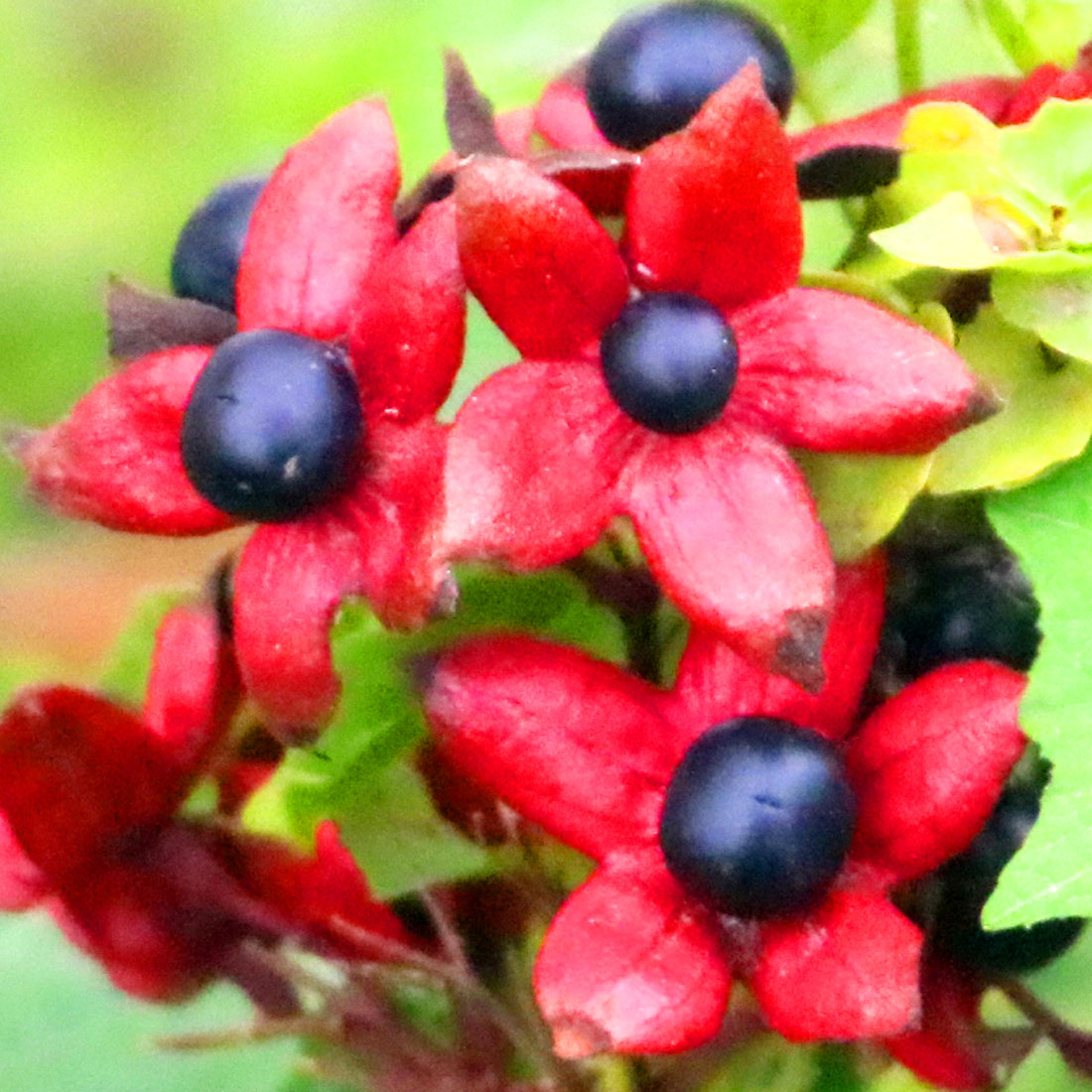 Flower Tree Photography in Bangladesh preview image.