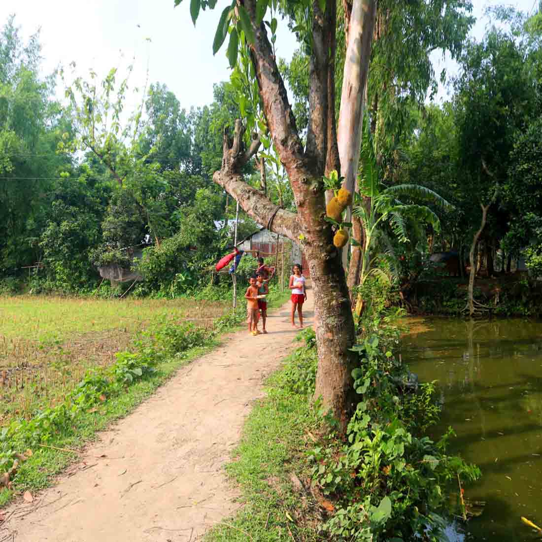 Natural Tree Background Photography in Bangladesh cover image.