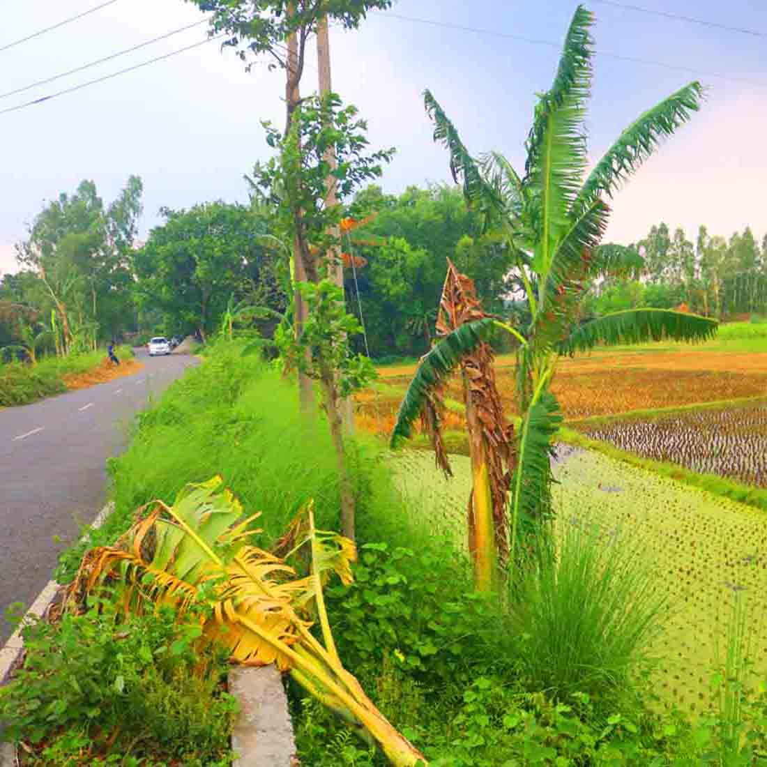 Banana Tree Kola Photography in Bangladesh Fruits preview image.