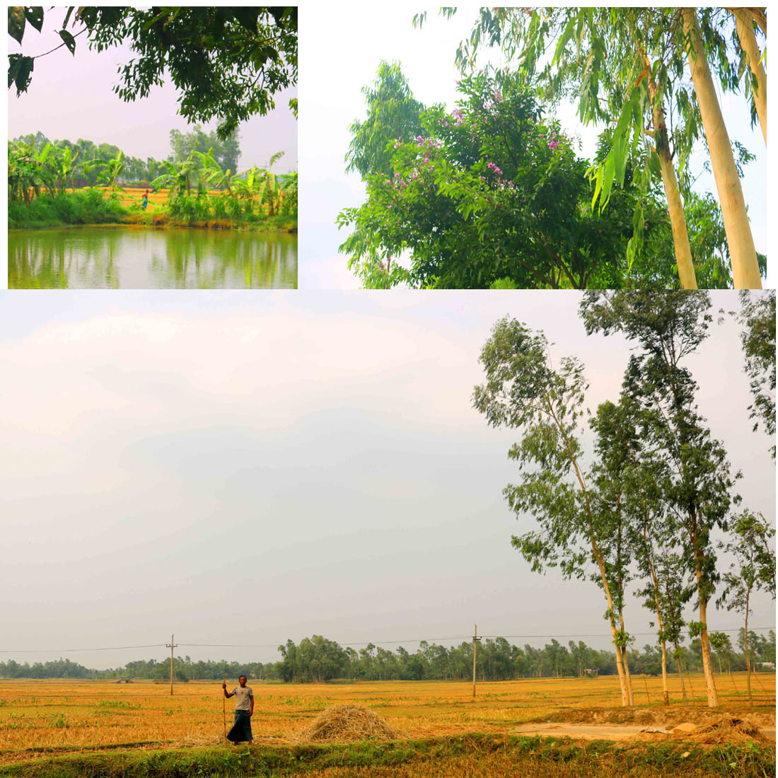 Natural Tree Background Photography In Bangladesh, 56% OFF
