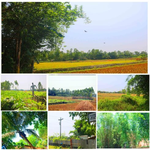 Natural tree Background Photography in Bangladesh cover image.