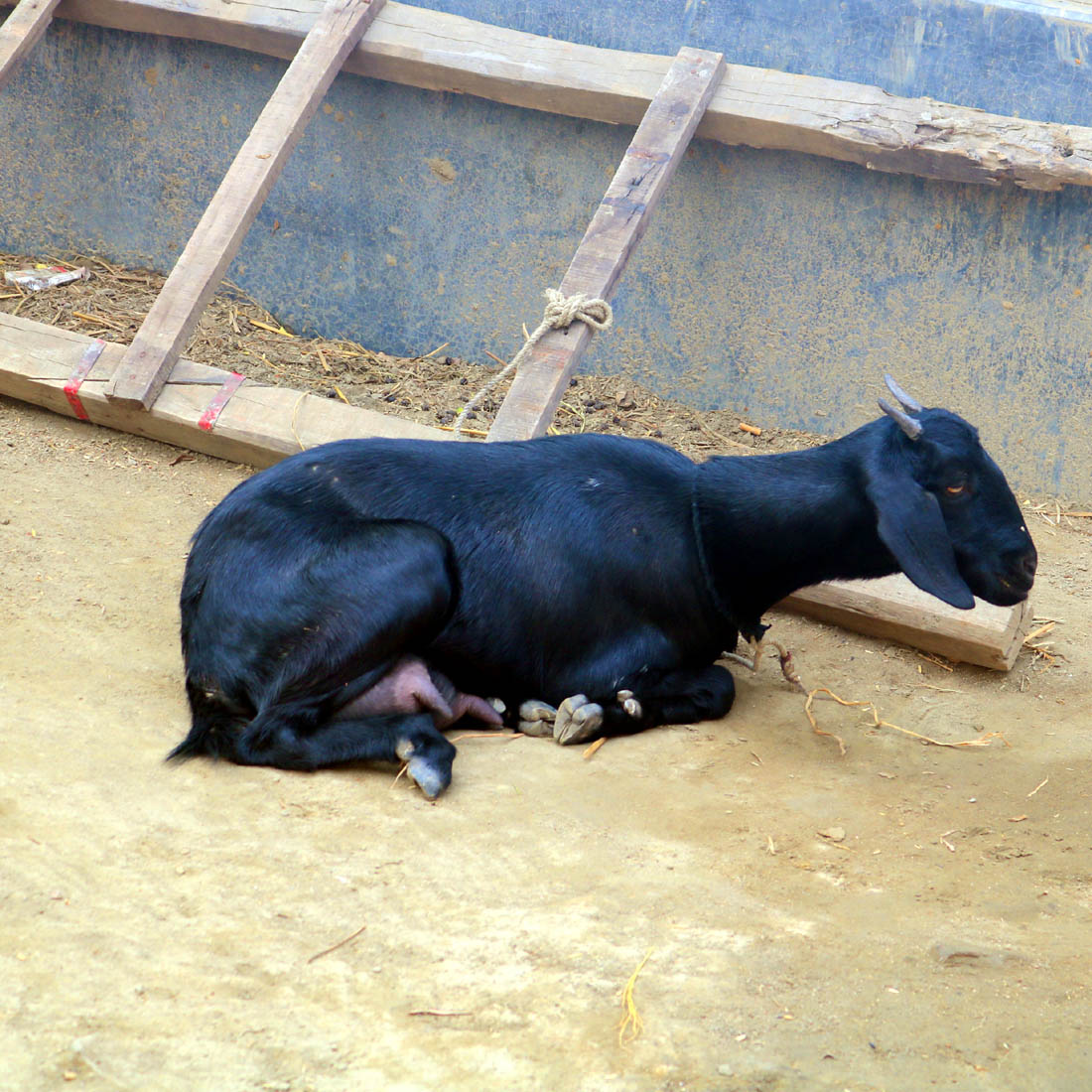 Goat Khasi photography in bangladesh preview image.