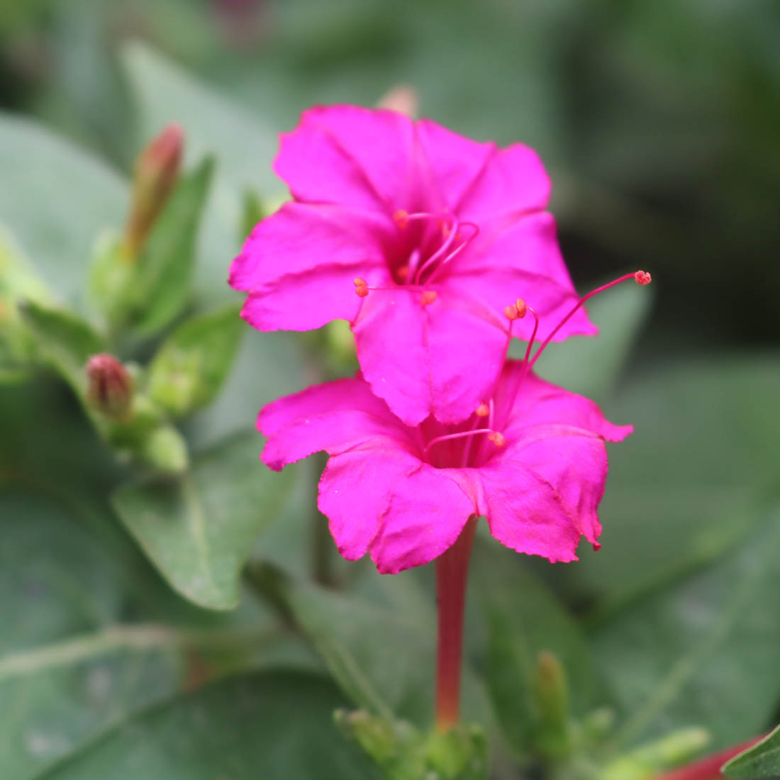 Flower Photography in Bangladesh preview image.