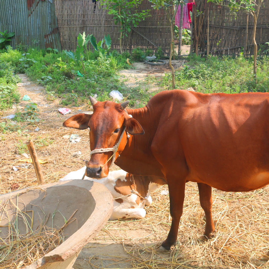 Goru Photography in Bangladesh preview image.