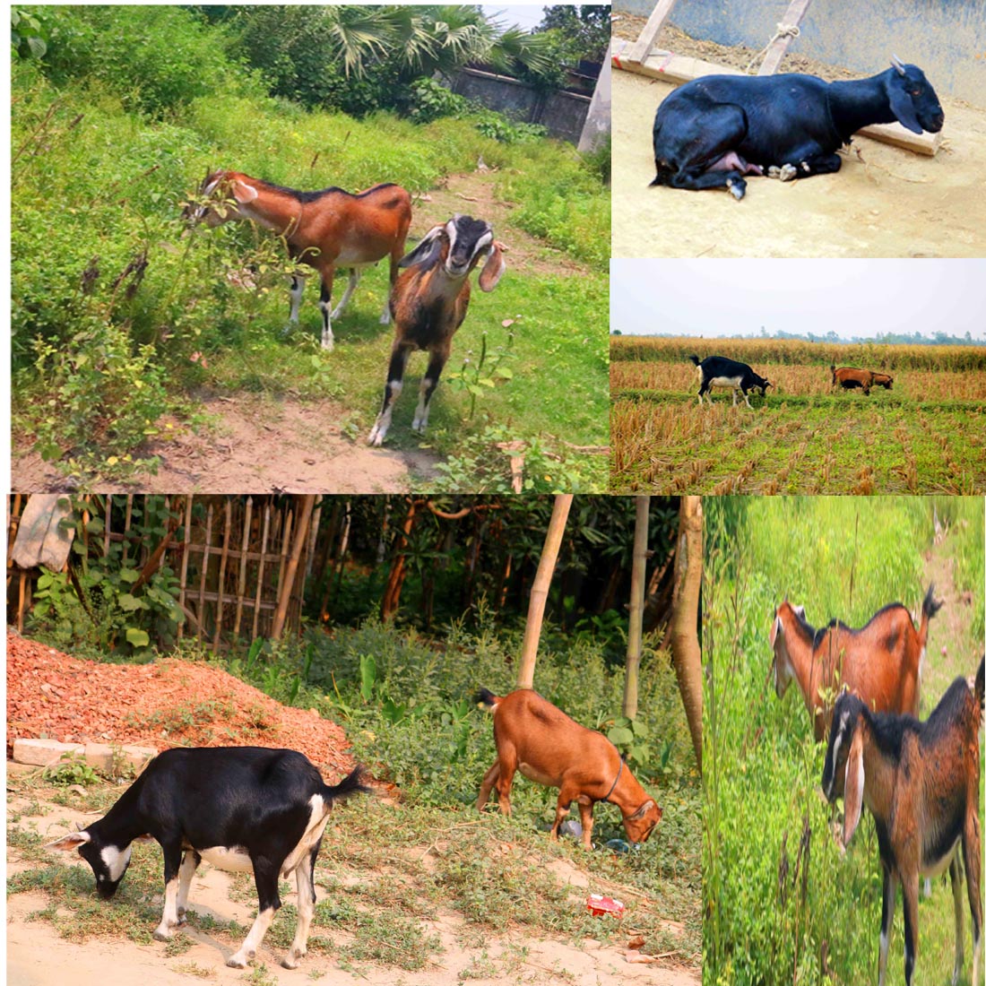 Goat Khasi photography in bangladesh cover image.