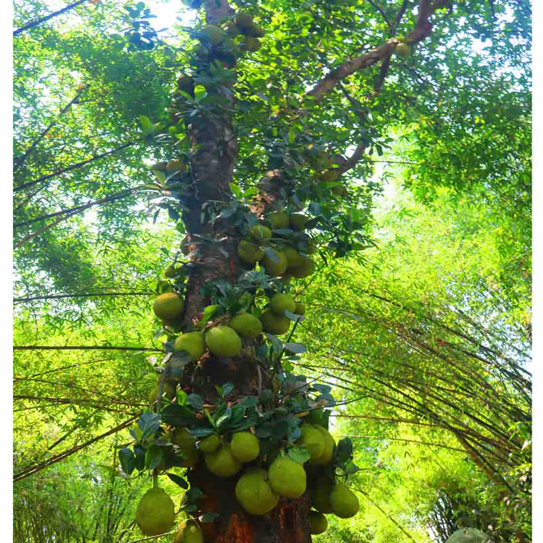 Natural tree Background Photography in Bangladesh preview image.