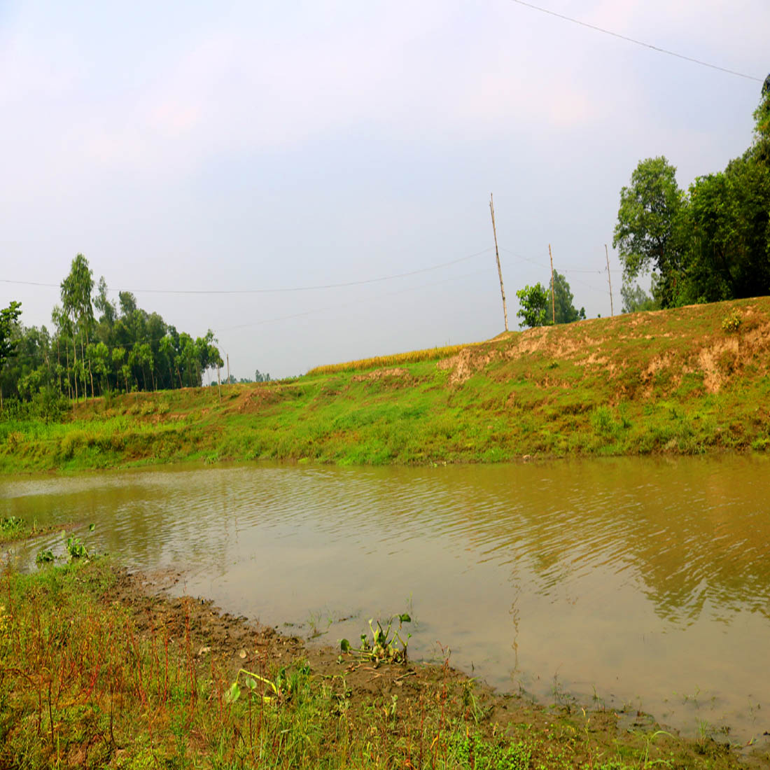 Natural Tree Photography in Bangladesh preview image.