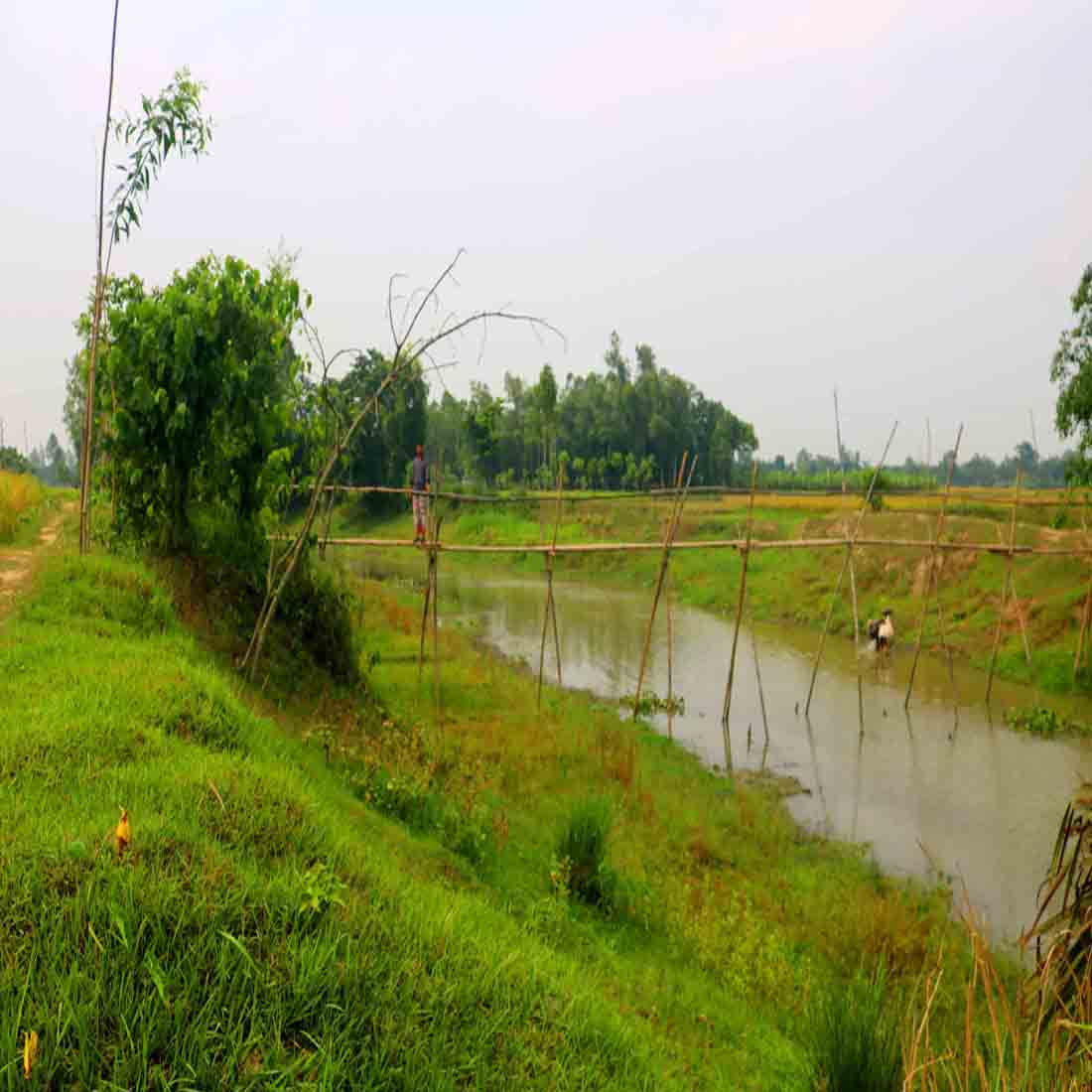 Breathtaking Natural Photography in Bangladesh preview image.